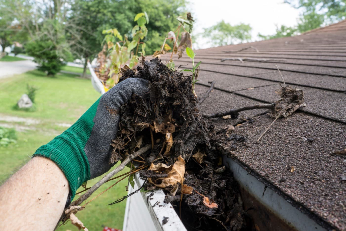 A gutter packed with wet leaves, twigs and rotting debris.